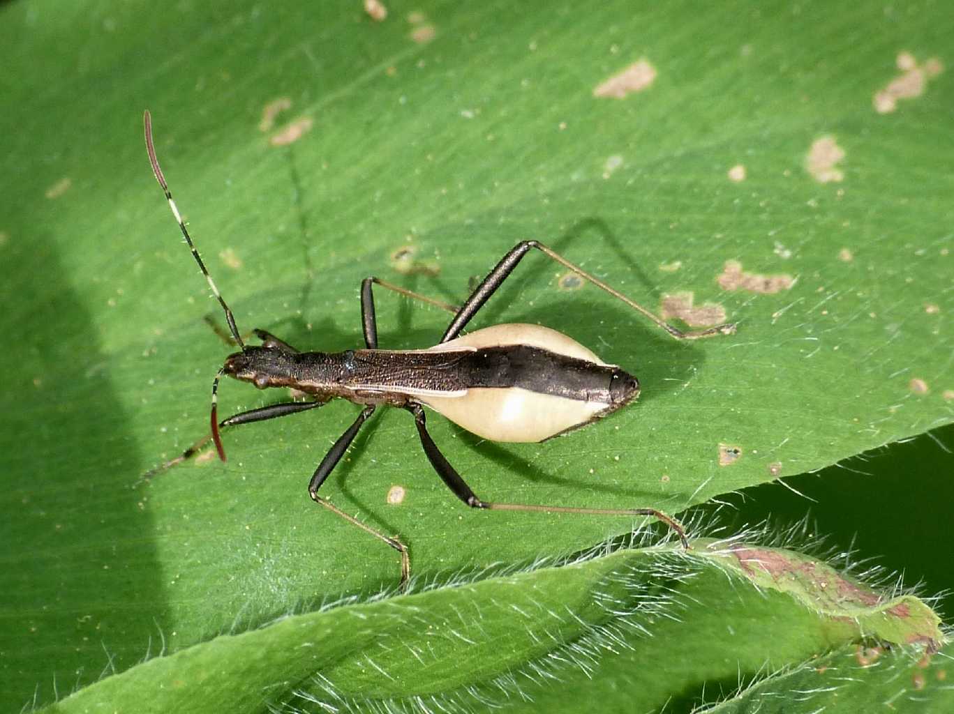 Alydidae: Micrelytra fossularum con uova del Lazio (Rm)